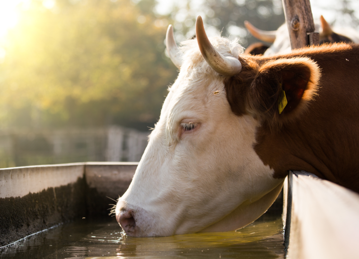 Fakten zur Treibhausgasemissionen bei Rindern