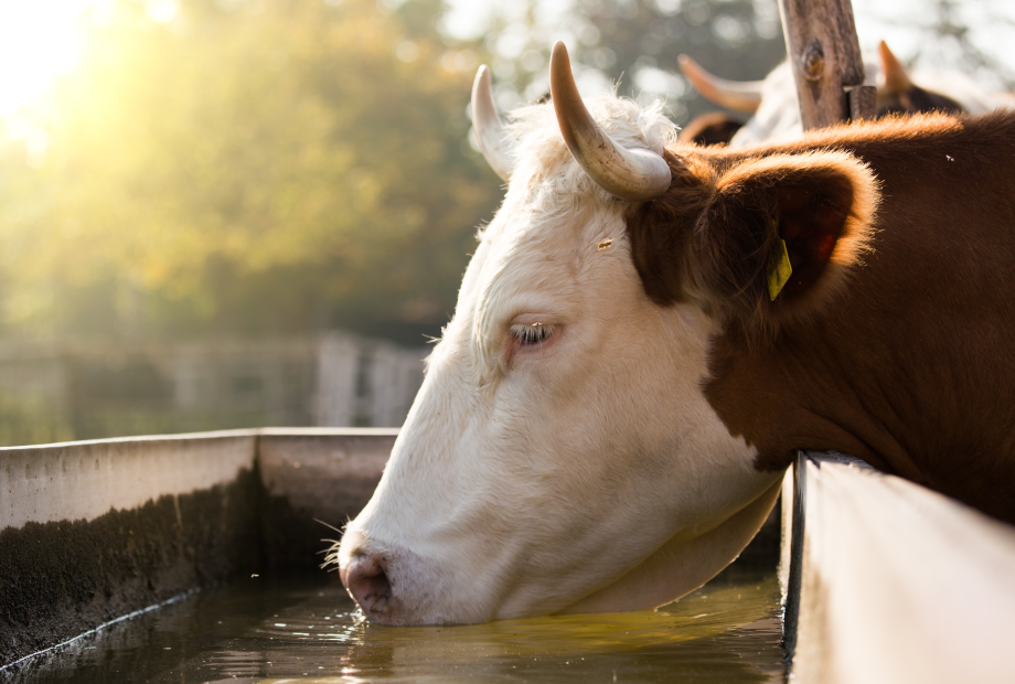Fakten zur Treibhausgasemissionen bei Rindern